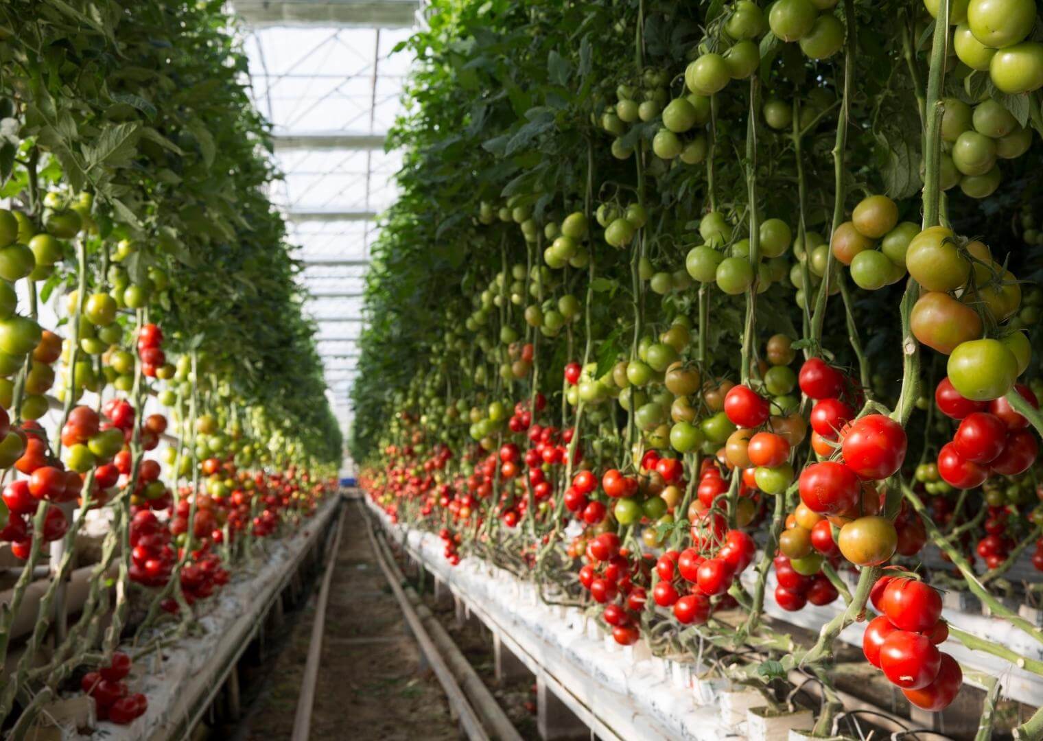 picking-tomatos (1)
